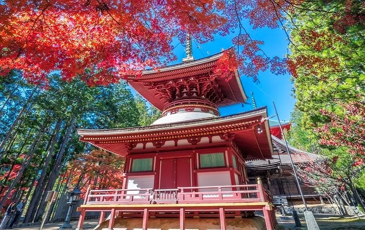 锦秋红叶映高野！世界遗产高野山&好评导游带您探访奥之院，大份量和歌山品牌熊野牛寿喜烧套餐！