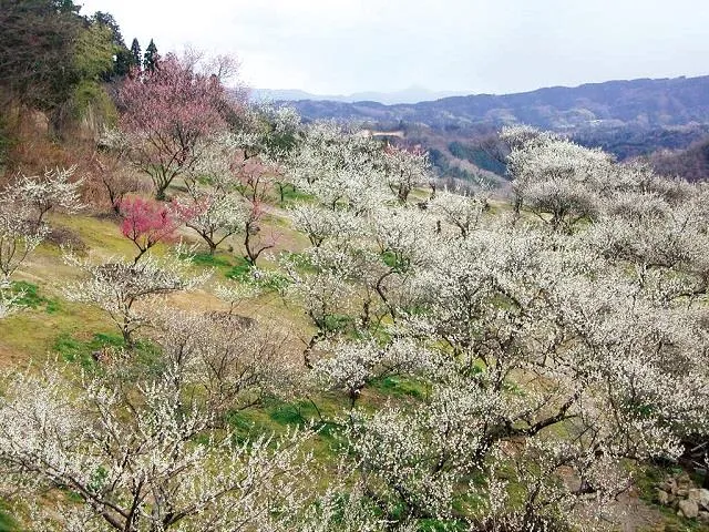 Day Trip: Lunch Featuring Matsusaka Beef Steamed in a Seiro, and Visits to the Scenic 'Tsukigase Plum Grove' and 'Kazahaya no Sato'