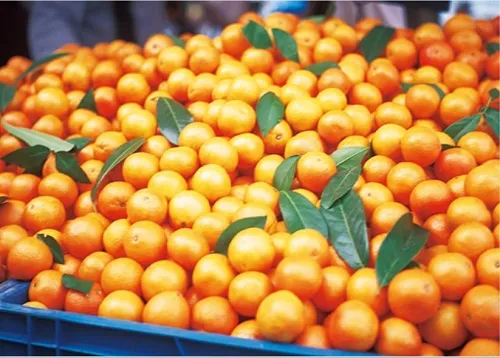 All-You-Can-Eat Wakayama Mikan Orange Picking and Fuyu Persimmon Picking Experience