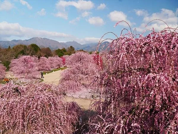 選べる昼食もお楽しみ 鈴鹿の森庭園といなべ市梅林 日帰り