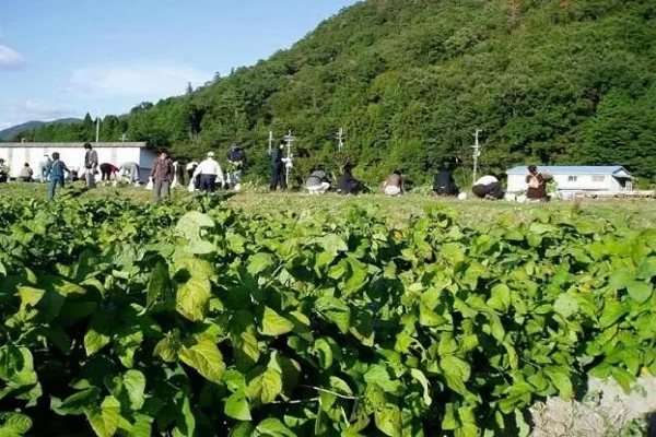 旬を愉しむ5つの秋の味わい！本場丹波で黒枝豆狩り体験